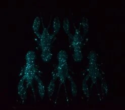 Nikko Craw 3.2 Inch -Spro Winkel Nikko Craw 3.2 incg 433 C03 Galaxy 3